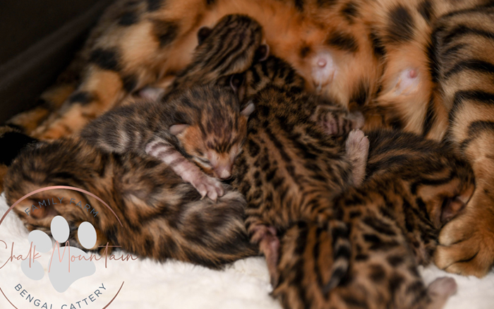bengal kittens for sale
